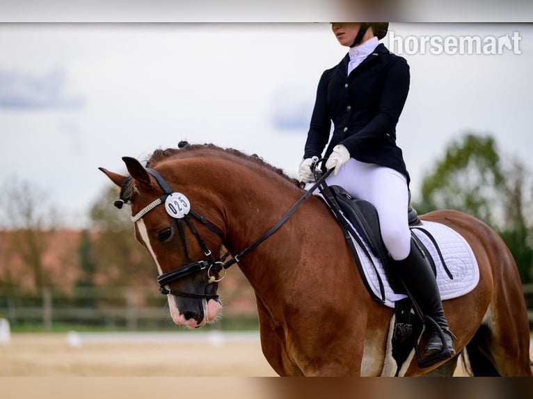 Welsh C (of Cob Type) Gelding 4 years 15,2 hh Bay in Prague