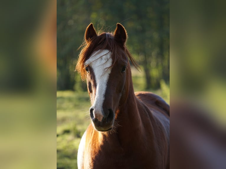 Welsh C (of Cob Type) Gelding 4 years Chestnut-Red in Vetschau Welsh C (of Cob Type) Gelding 4 years Chestnut-Red in Vetschau