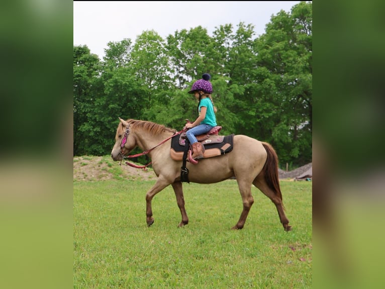Welsh C (of Cob Type) Gelding 5 years 12,1 hh Champagne in Howell