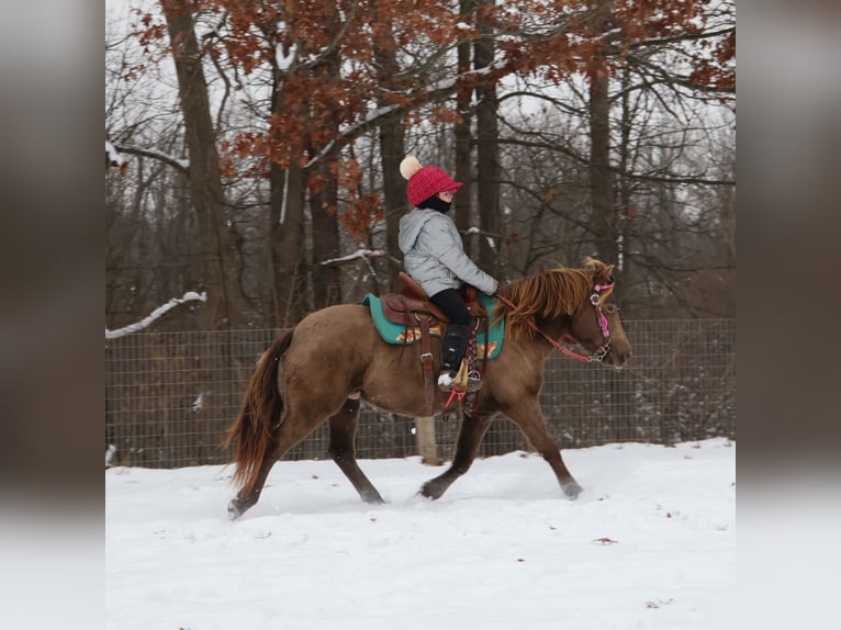 Welsh C (of Cob Type) Gelding 5 years 12,1 hh Champagne in Howell