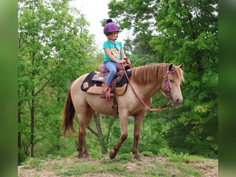 Welsh C (of Cob Type) Gelding 5 years 12,1 hh Champagne in Howell