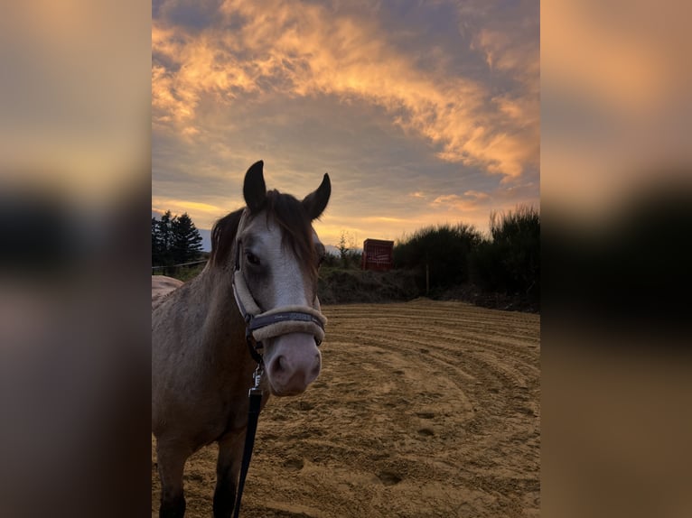 Welsh C (of Cob Type) Gelding 5 years 12,2 hh Buckskin in Sprockh&#xF6;vel