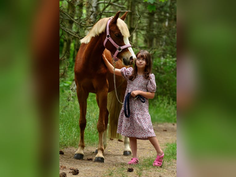 Welsh C (of Cob Type) Gelding 5 years 13.1 hh Chestnut-Red in Poznań