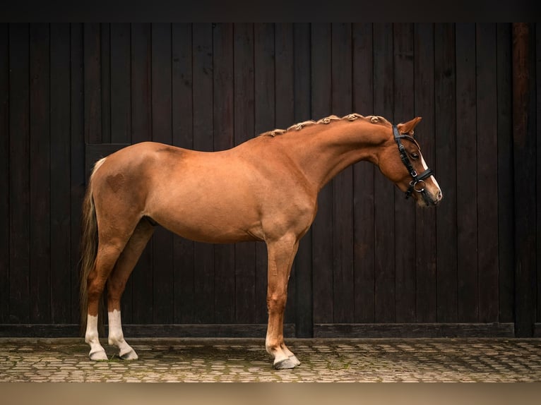 Welsh C (of Cob Type) Gelding 5 years 13.1 hh Chestnut-Red in Poznań