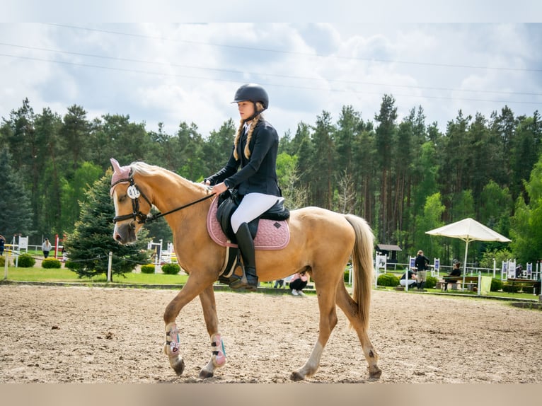 Welsh C (of Cob Type) Gelding 5 years 13.1 hh Palomino in Żnin