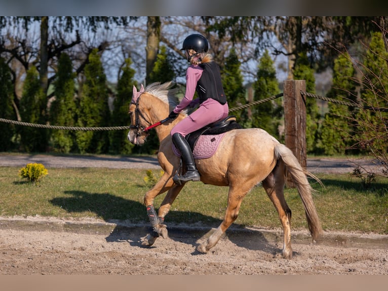 Welsh C (of Cob Type) Gelding 5 years 13.1 hh Palomino in Żnin