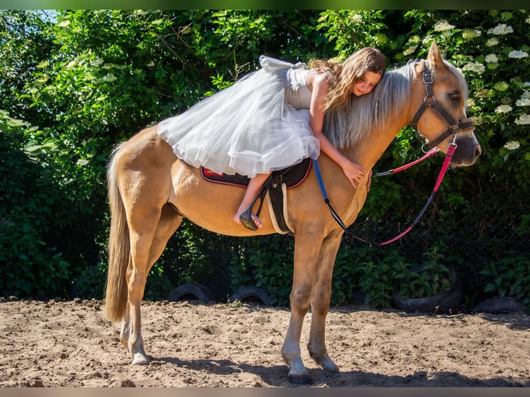 Welsh C (of Cob Type) Gelding 5 years 13.1 hh Palomino in Żnin