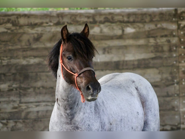 Welsh C (of Cob Type) Gelding 5 years 13.2 hh  in Praha