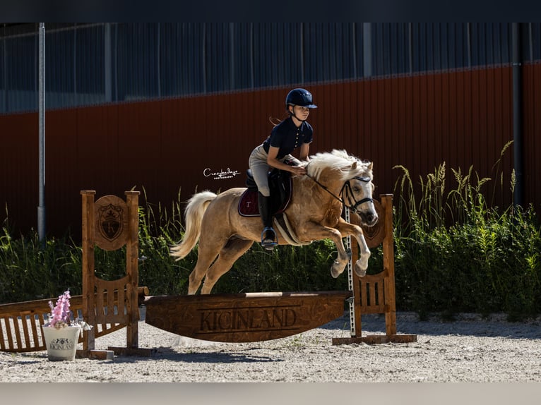 Welsh C (of Cob Type) Gelding 5 years 13 hh Palomino in Poznań