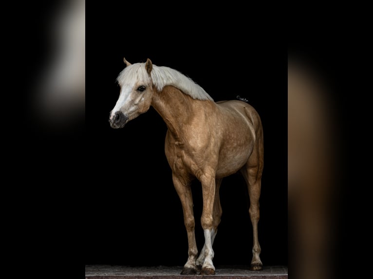 Welsh C (of Cob Type) Gelding 5 years 13 hh Palomino in Poznań