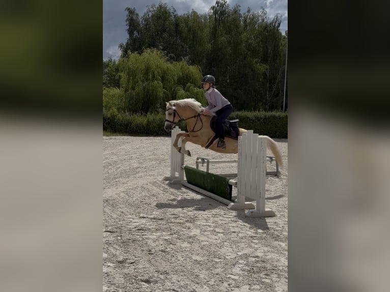 Welsh C (of Cob Type) Gelding 5 years 13 hh Palomino in Poznań