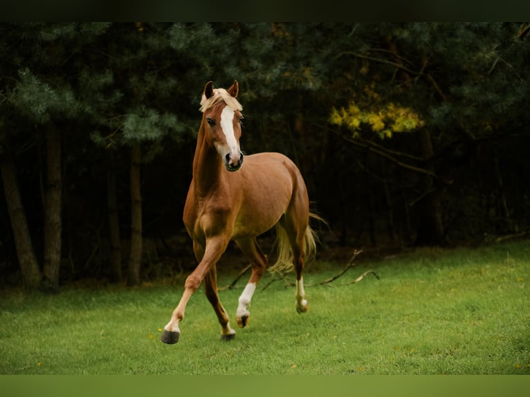 Welsh C (of Cob Type) Mix Gelding 5 years 13,2 hh Chestnut-Red in Zagórów