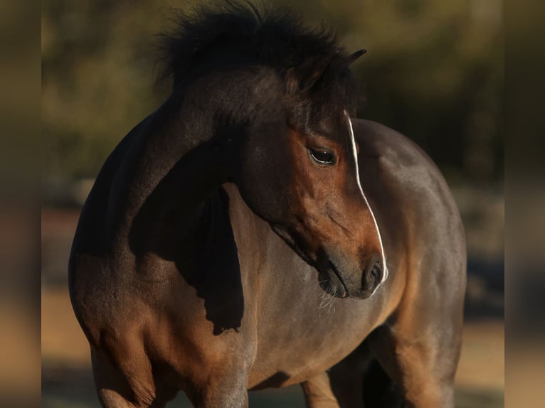 Welsh C (of Cob Type) Gelding 6 years 11 hh Bay in Cleburne