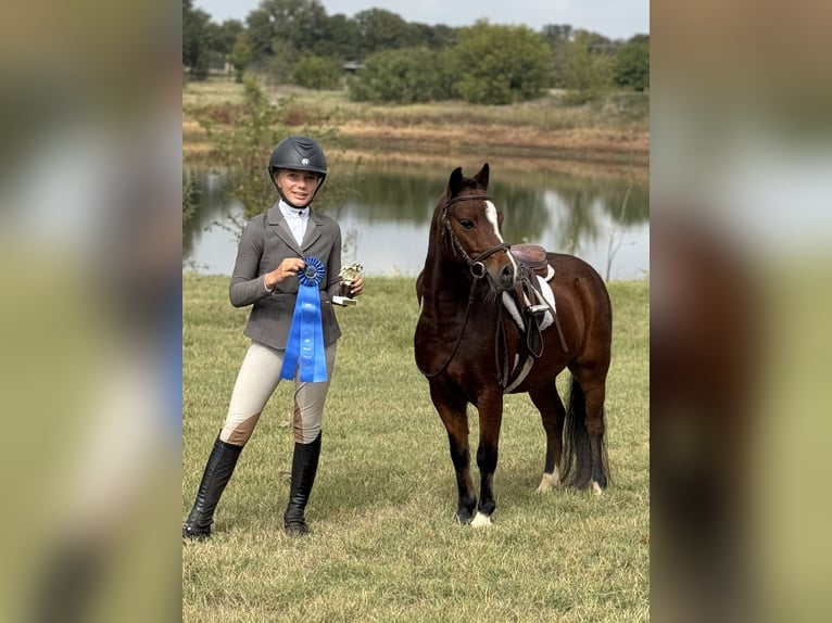 Welsh C (of Cob Type) Gelding 6 years 11 hh Bay in Cleburne