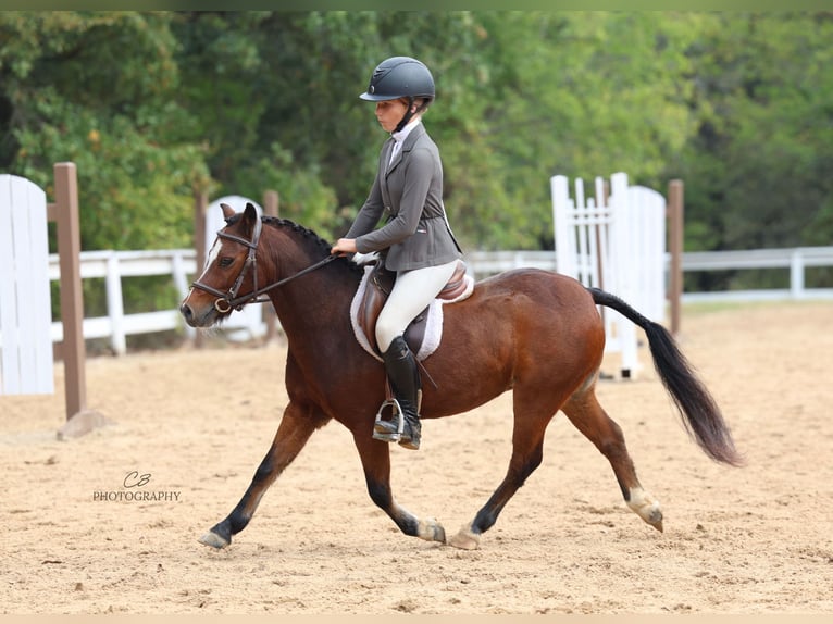 Welsh C (of Cob Type) Gelding 6 years 11 hh Bay in Cleburne