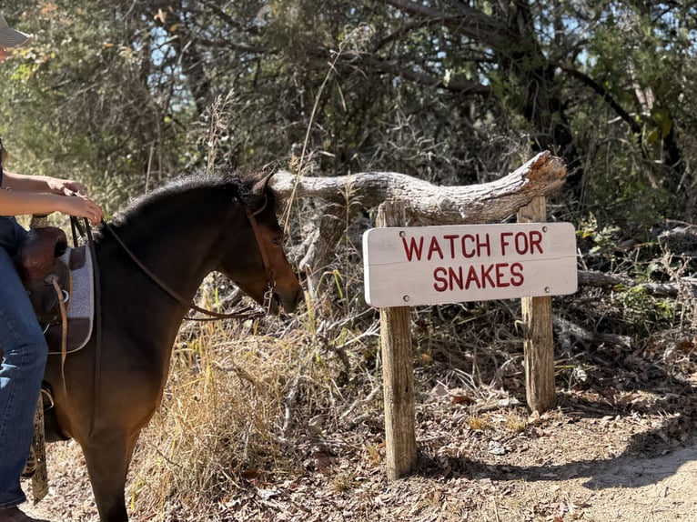Welsh C (of Cob Type) Gelding 6 years 11 hh Bay in Cleburne