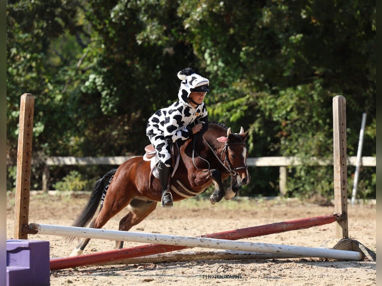 Welsh C (of Cob Type) Gelding 6 years 11 hh Bay in Cleburne