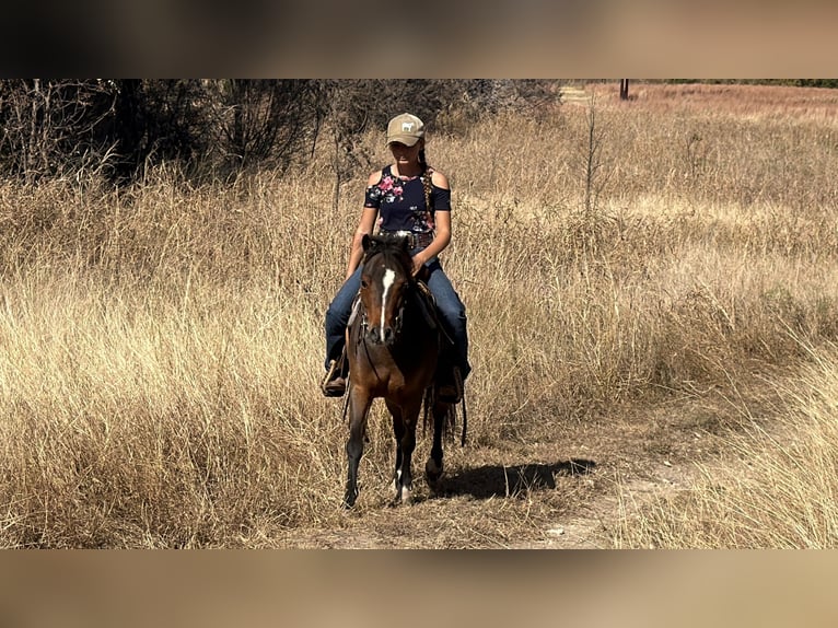 Welsh C (of Cob Type) Gelding 6 years 11 hh Bay in Cleburne