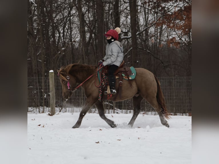 Welsh C (of Cob Type) Gelding 6 years 12.1 hh Champagne in Howell