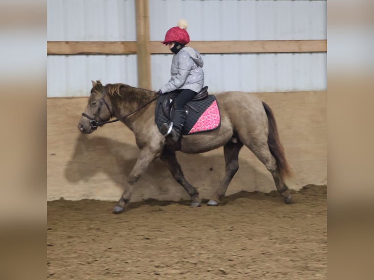 Welsh C (of Cob Type) Gelding 6 years 12.1 hh Champagne in Howell