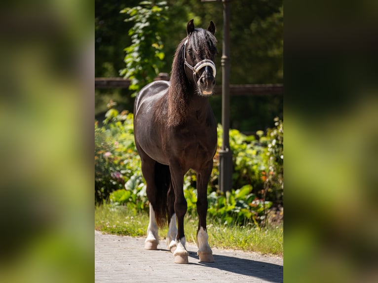 Welsh C (of Cob Type) Gelding 6 years 12.2 hh Black in Eschweiler