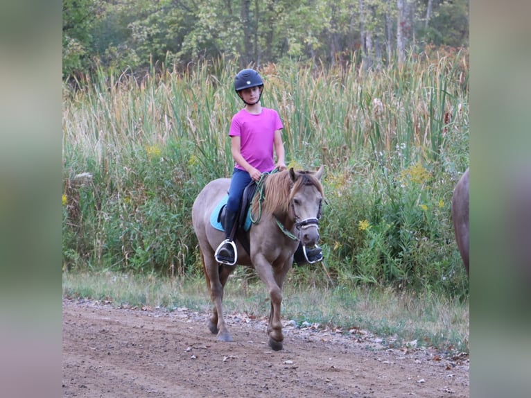 Welsh C (of Cob Type) Gelding 6 years 12,1 hh Champagne in Howell