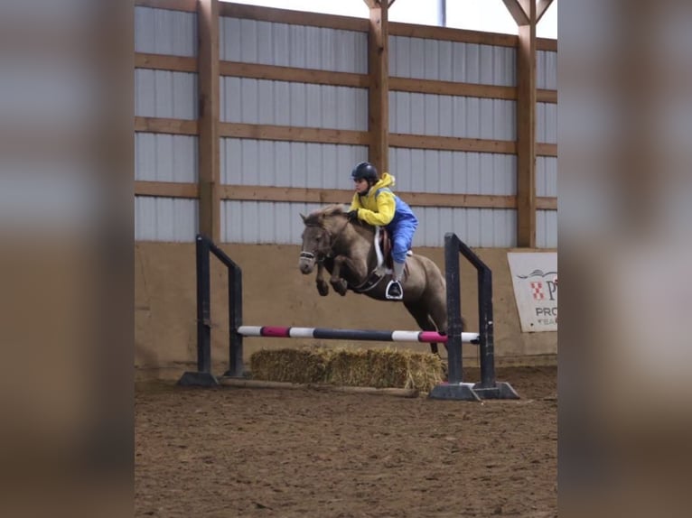 Welsh C (of Cob Type) Gelding 6 years 12,1 hh Champagne in Howell