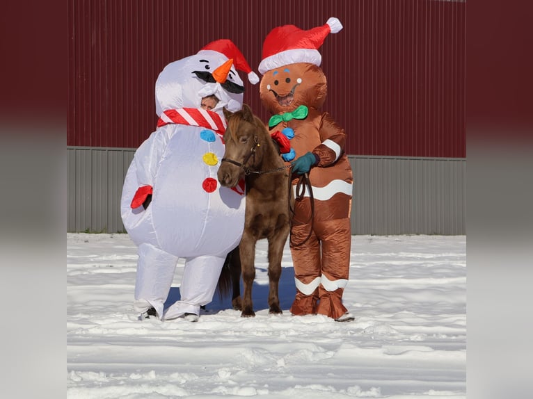 Welsh C (of Cob Type) Gelding 6 years 12,1 hh Champagne in Howell