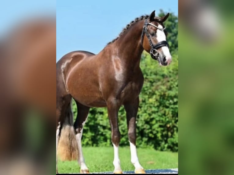 Welsh C (of Cob Type) Gelding 6 years 13 hh Chestnut in Surhuizum