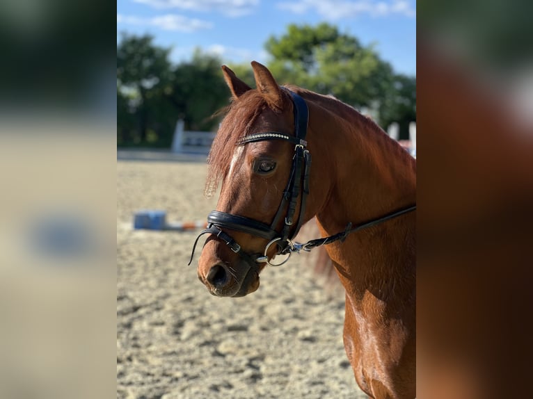 Welsh C (of Cob Type) Gelding 6 years 13,1 hh Chestnut-Red in Sandhausen