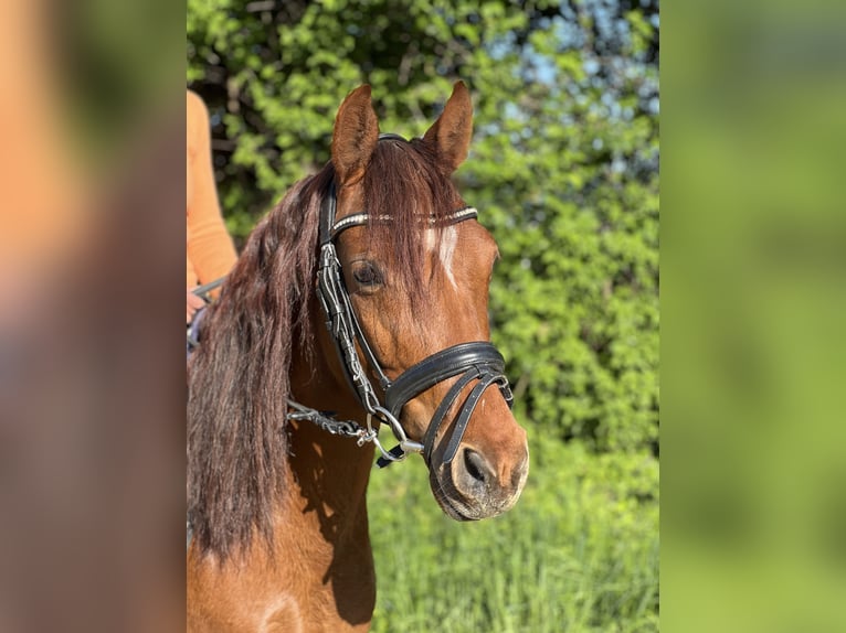 Welsh C (of Cob Type) Gelding 6 years 13,1 hh Chestnut-Red in Sandhausen