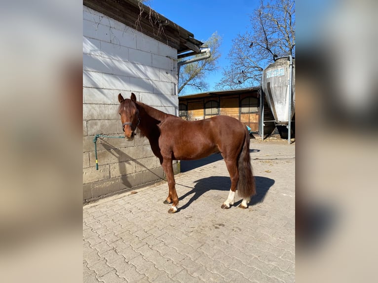 Welsh C (of Cob Type) Gelding 6 years 13,1 hh Chestnut-Red in Sandhausen