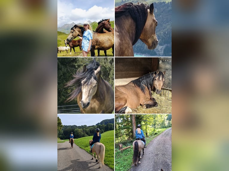 Welsh C (of Cob Type) Gelding 6 years 13,1 hh Dun in Untereggen