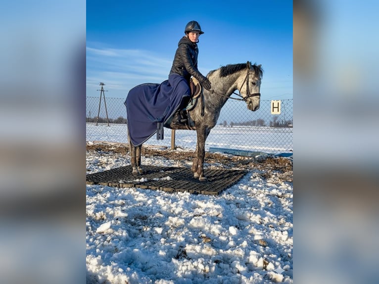 Welsh C (of Cob Type) Gelding 6 years 13,2 hh Grey in &#x17B;nin