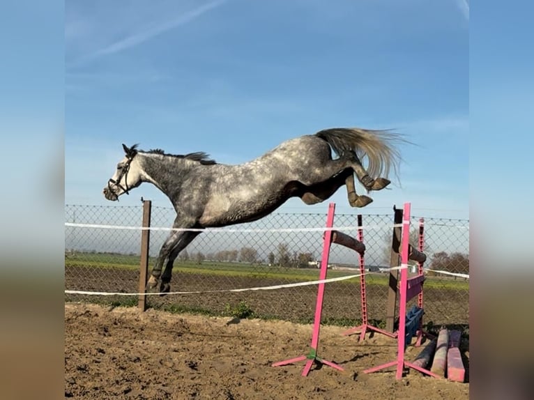 Welsh C (of Cob Type) Gelding 6 years 13,2 hh Grey in &#x17B;nin