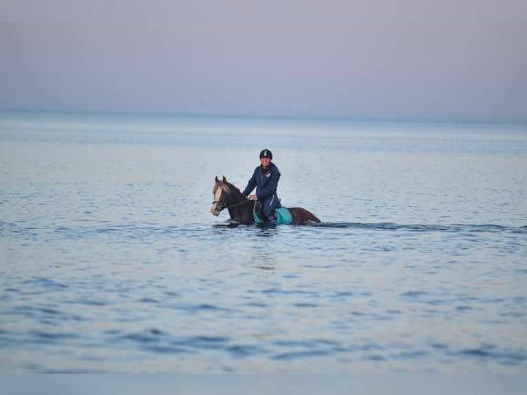 Welsh C (of Cob Type) Gelding 6 years 13,3 hh Chestnut-Red in Kastorf