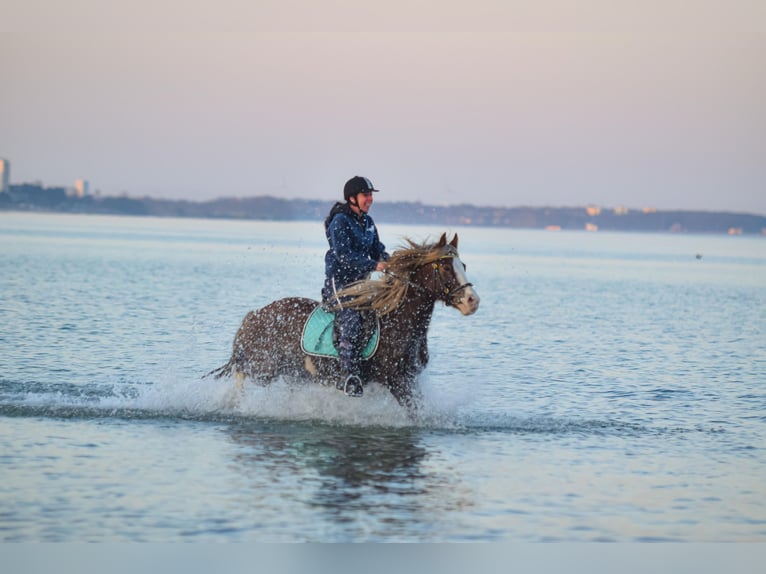 Welsh C (of Cob Type) Gelding 6 years 13,3 hh Chestnut-Red in Kastorf