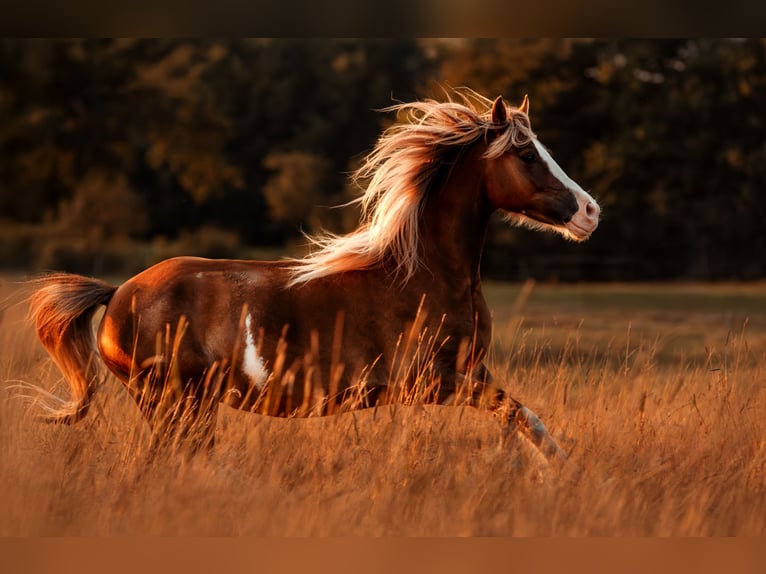 Welsh C (of Cob Type) Gelding 6 years 13,3 hh Chestnut-Red in Kastorf