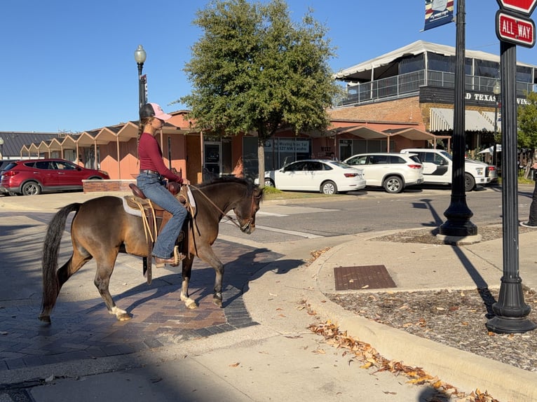 Welsh C (of Cob Type) Gelding 7 years 11 hh Bay in Cleburne
