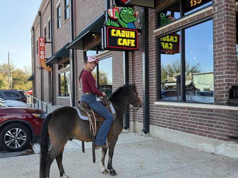 Welsh C (of Cob Type) Gelding 7 years 11 hh Bay in Cleburne