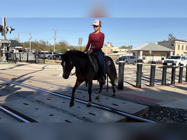 Welsh C (of Cob Type) Gelding 7 years 11 hh Bay in Cleburne