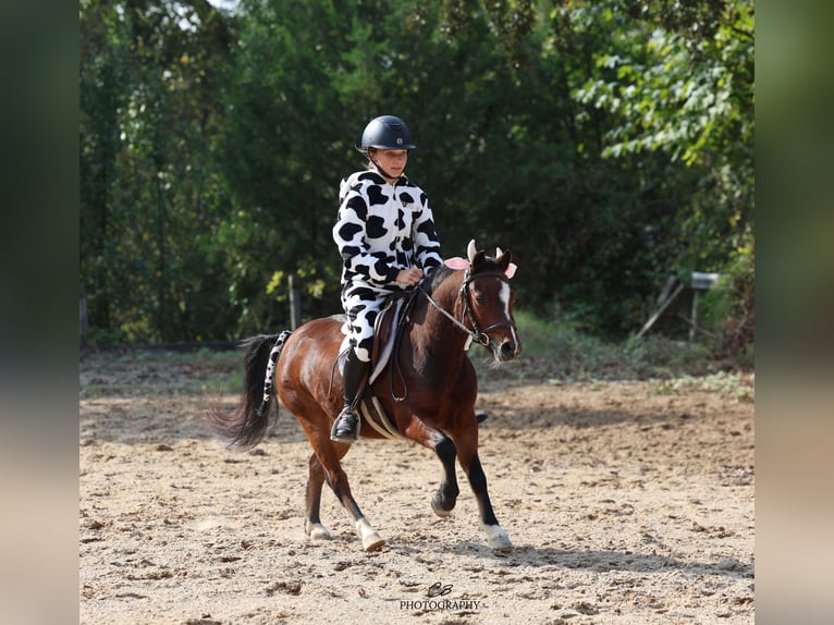 Welsh C (of Cob Type) Gelding 7 years 11 hh Bay in Cleburne