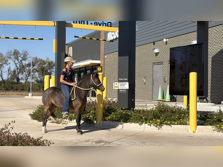 Welsh C (of Cob Type) Gelding 7 years 11 hh Bay in Cleburne