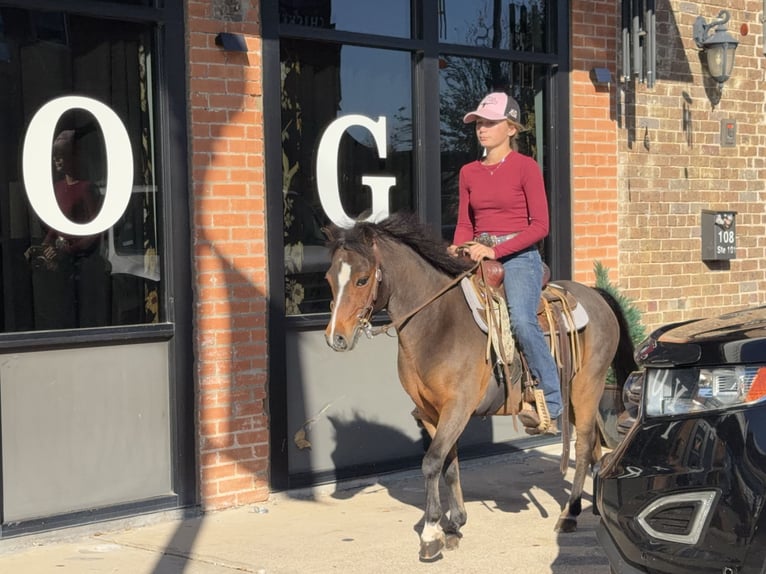 Welsh C (of Cob Type) Gelding 7 years 11 hh Bay in Cleburne