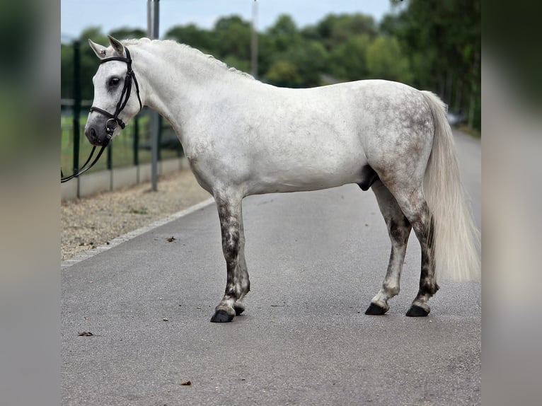 Welsh C (of Cob Type) Gelding 7 years 12.3 hh Grey-Dapple in Cegléd