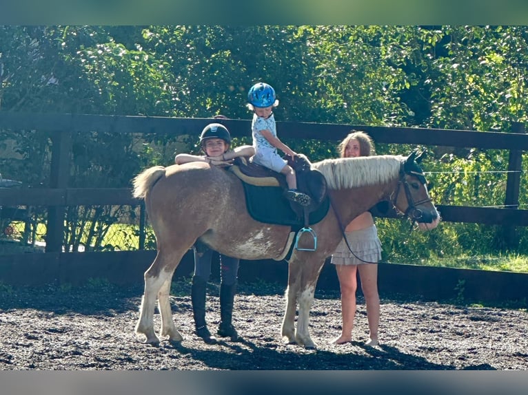 Welsh C (of Cob Type) Gelding 7 years 12,3 hh in Gilching