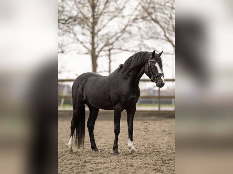 Welsh C (of Cob Type) Gelding 7 years 13.1 hh Black in Cardedeu