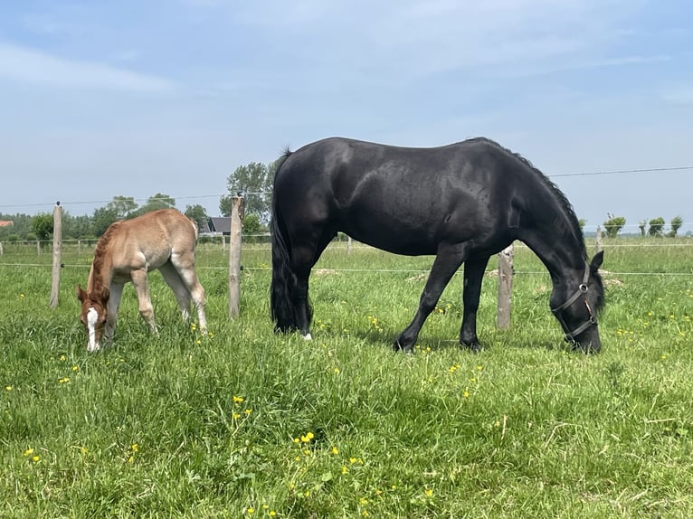 Welsh C (of Cob Type) Gelding 7 years 13,1 hh Black in Nieuwmunster