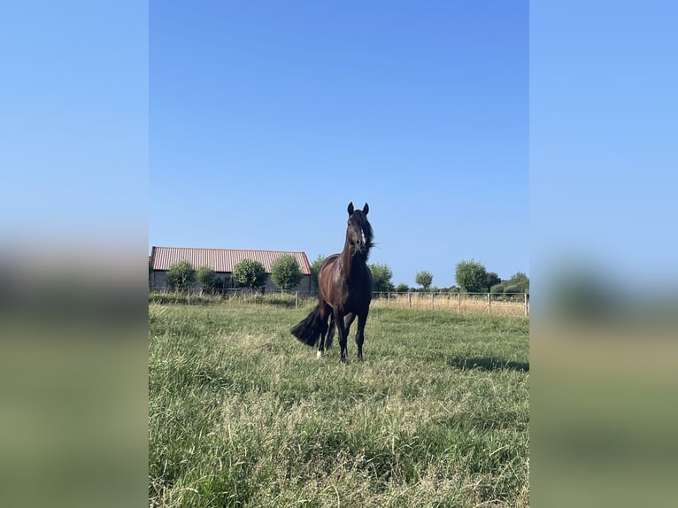 Welsh C (of Cob Type) Gelding 7 years 13,1 hh Black in Nieuwmunster