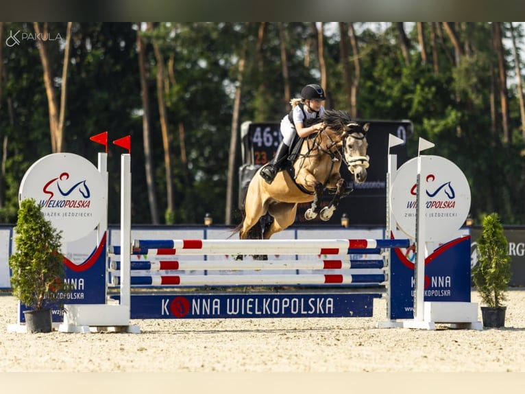 Welsh C (of Cob Type) Gelding 7 years 13,2 hh Buckskin in Bartąg